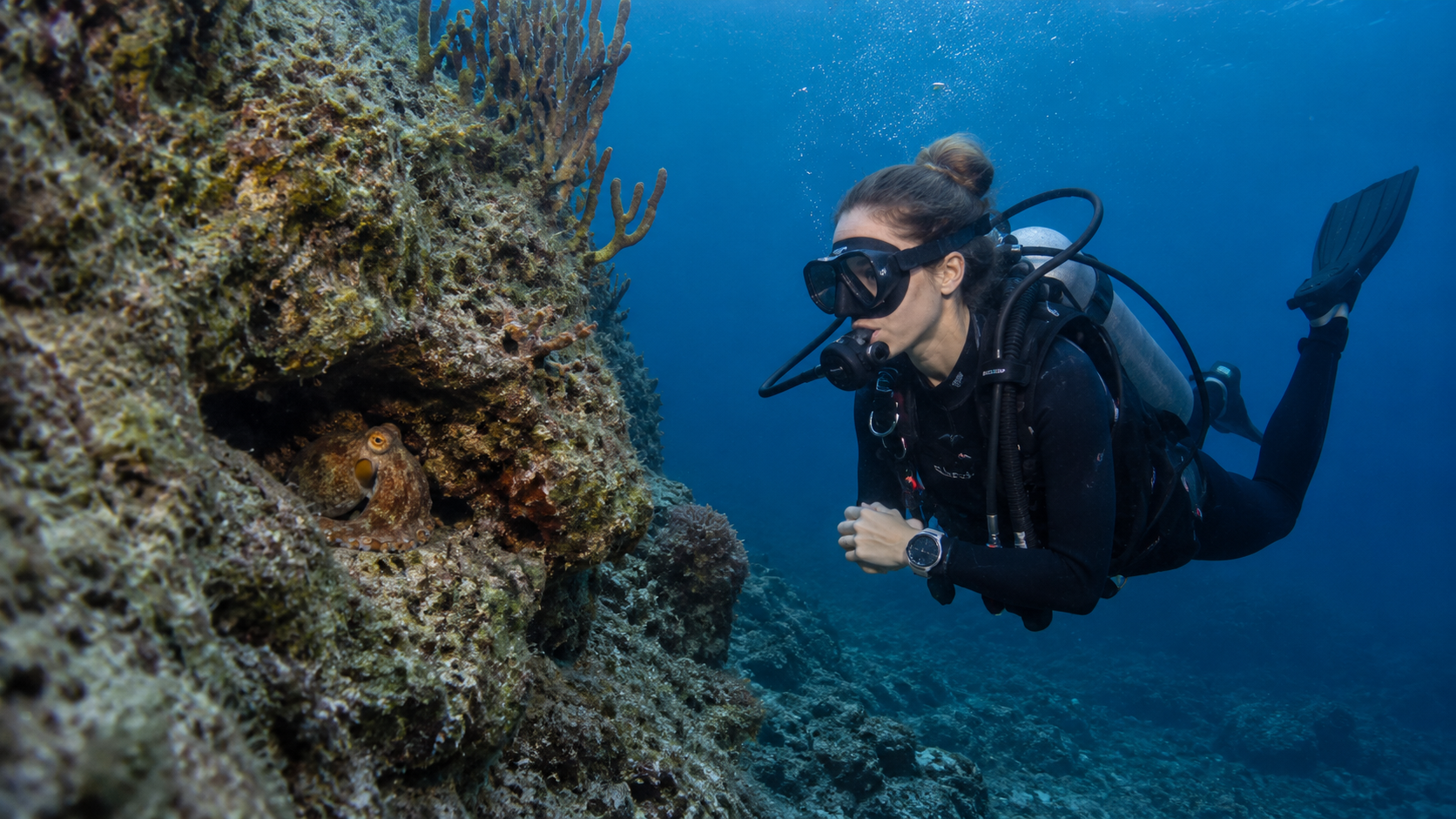 Diver face to face with an octopus on a coral reef